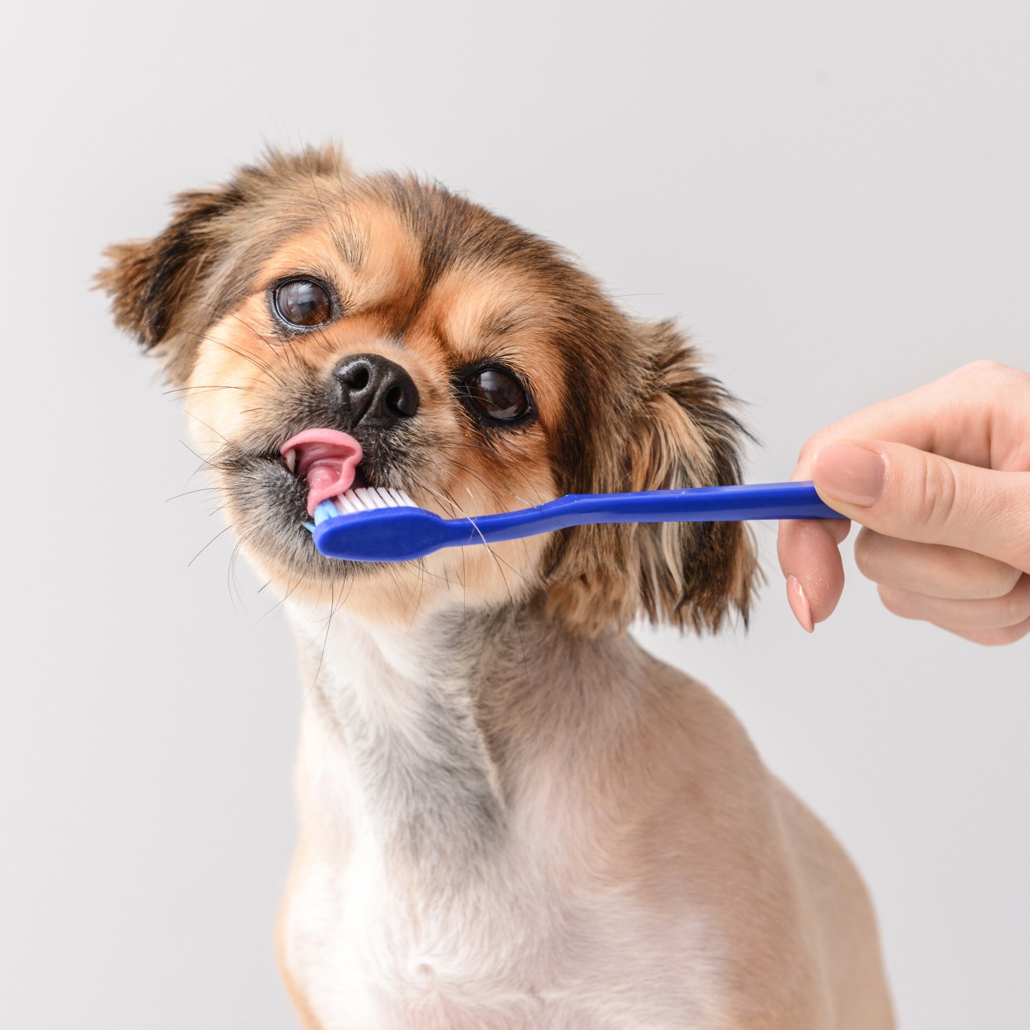 Dog Brushing Teeth