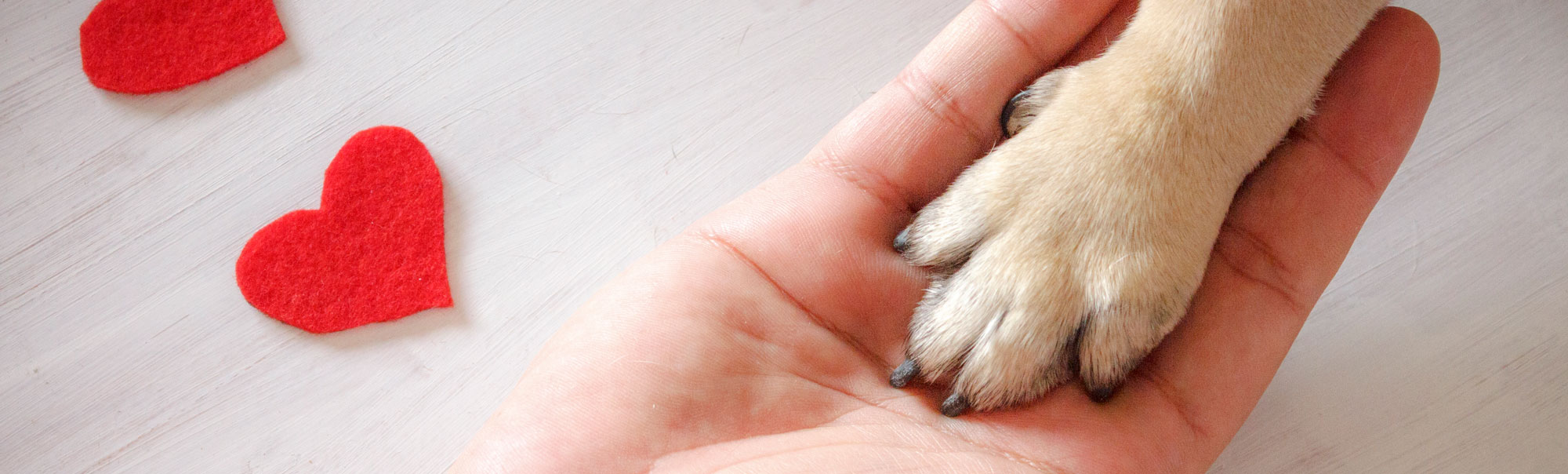 Header 3 - paw in hand